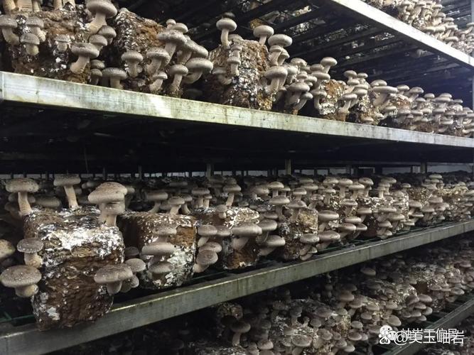項(xiàng)目概況:項(xiàng)目位于岫巖玉產(chǎn)業(yè)開發(fā)園區(qū),總投資